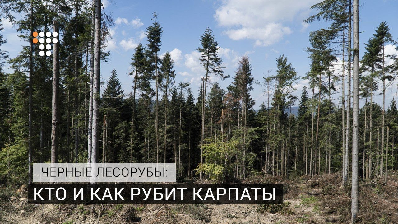 Черные лесорубы: кто и как рубит Карпаты