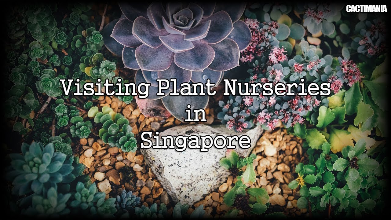 Visiting Plant Nurseries in Singapore - Cactus & Succulents 