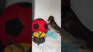 Dog Excited by Mega Ball Toy