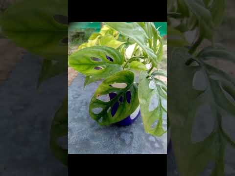 money plant collection