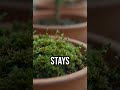 Looks alive huh #sciencefacts #plantbiology #ceramics
