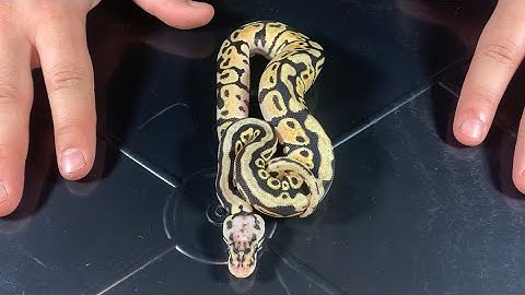 Showing Off My NEW Ball Python!