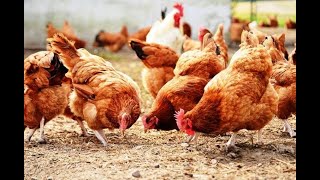 امراض الدجاج البلدي وعلاجها