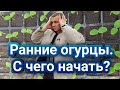 Как сеять и выращивать огурцы