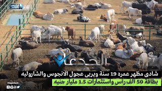 شادى مظهر عمره 19 سنة ويربى عجول الانجوس والشاروليه بطاقة 50 ألف رأس واستثمارات ١.٥ مليار جنيه