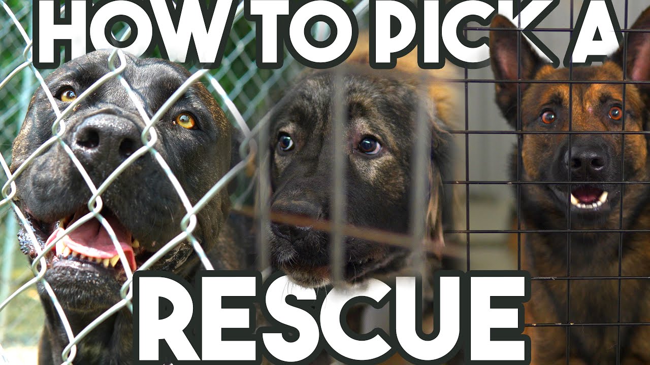 how do i pick a good rescue dog