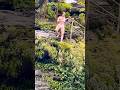 Jumping Into Wild Falls POV Shorts Travel Swimming Jumping Waterfall Nature
