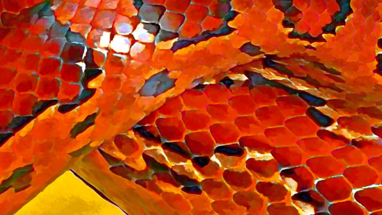 ziggy stardust lyrics Picture Perfect Series #1 ~ Devereaux the Corn Snake