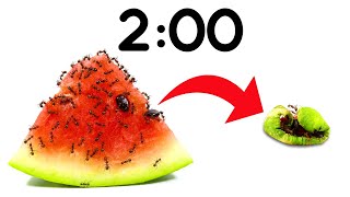 2 Minute Timer [ANTS vs WATERMELON] 🍉🐜