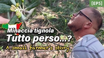 Quando la tignola dell’olivo minaccia il raccolto | vita nella campagna di Sicilia[Ep.5]