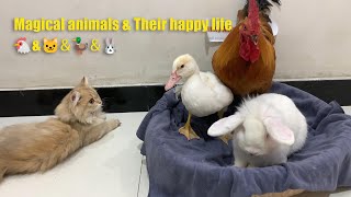 The kitten invites friends to a party, but the duck shows up uninvited😂 funny animal videos 🐱🐔🦆🐰