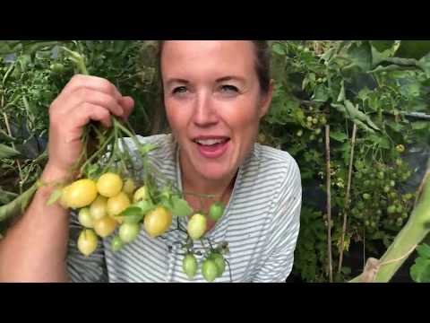 Video: Tomat Catfacing - Sådan behandles Catface-deformiteter i tomater