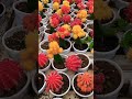 🌵Beautiful Moon Cactus🌵रंगीत कॅक्टस 🌵#homegarden #nature #cactus #ytshorts