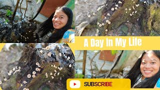 How a Mushroom Grows 🍄 | From Tiny Bud to Full Mushroom (2 Days Time-Lapse)