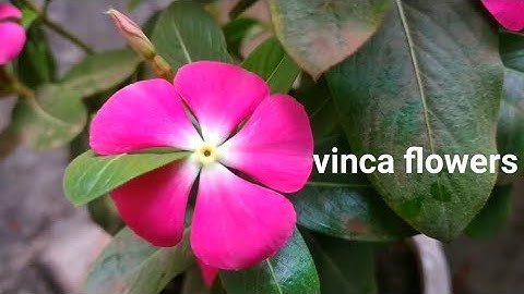 vinca flowers plants full bloom my teres garden par #sadabahar #viralvideo