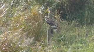 Ruigpootbuizerd - Waterland - Polder de Peereboom 9-11-2018