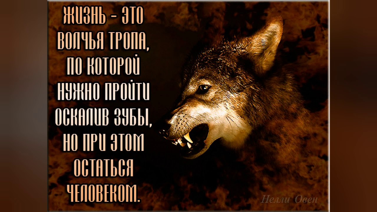 Про жизнь волков. Волк с надписью. Одинокий волк цитаты. Цитаты с изображением волка. Жизнь волка.