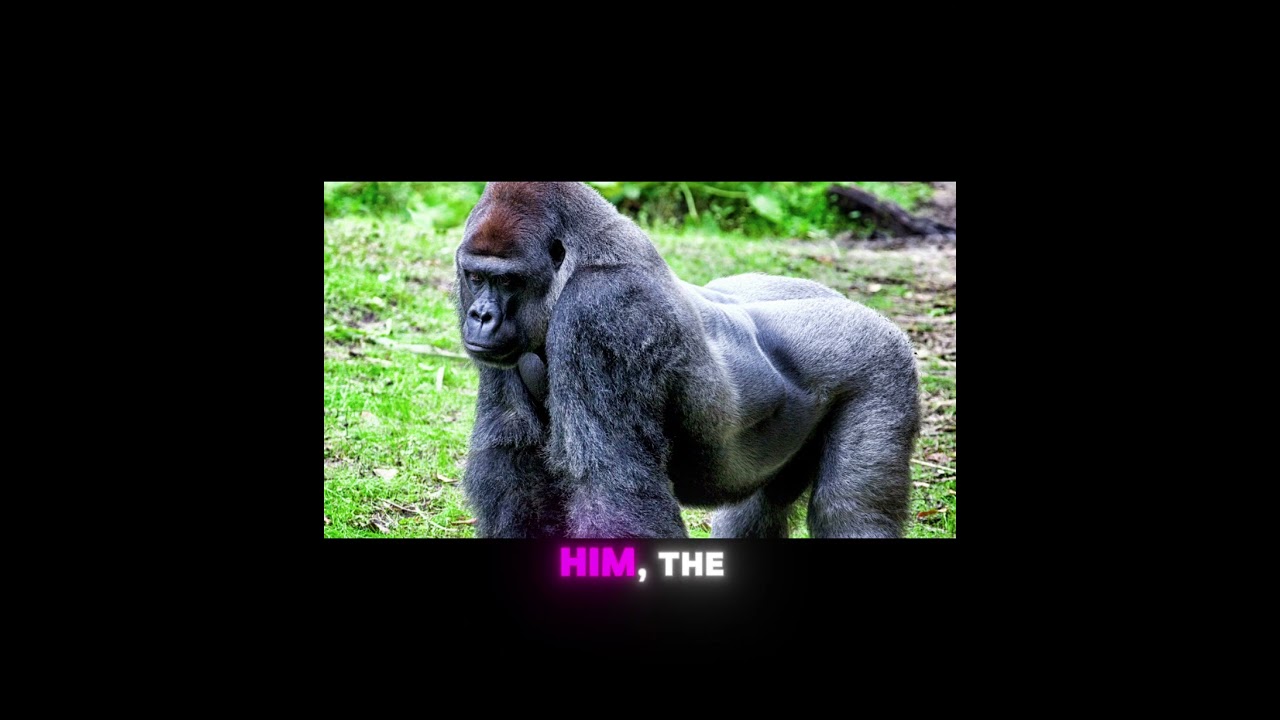 RIP Harambe 