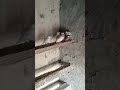Java Bird Colony