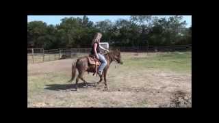 Nestle 8 Year Old Pony FOR SALE Nestle 8 Year Old Pony FOR SALE