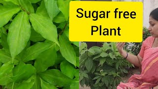 ఇంసులిం మొక్క పెంచడం ఎలా వాటి ఉపయోగాలు/ how to grow insulin plant n they benefits.