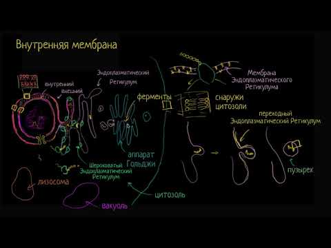 Эндомембранная система (видео 6) | Строение клетки | Биология