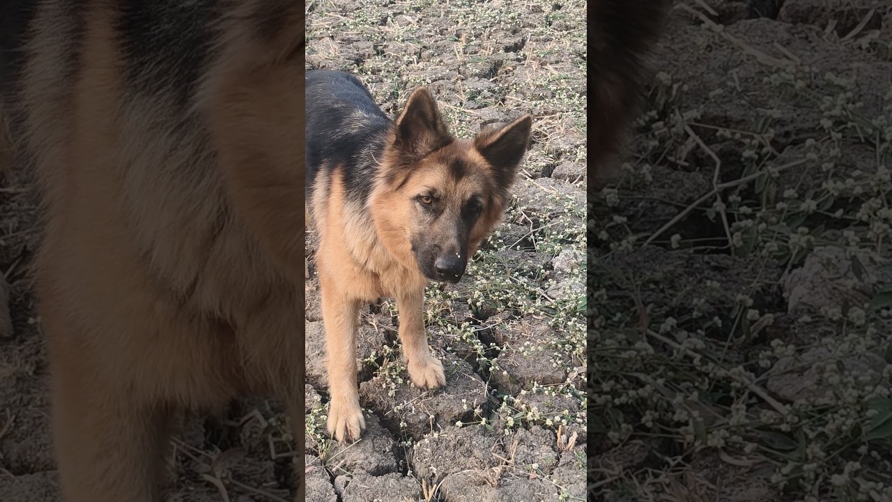 Loyal pet 🐕😍 ll 