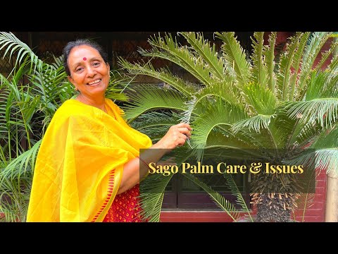 Video: Sago Palm Choroby a škůdci – Běžné problémy s Sago Palm