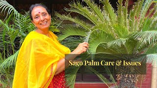 Cycad , Sago Palm  Pest &  Disease | Sago Palm Care & Issues | Sago Palm Yellow Fronds