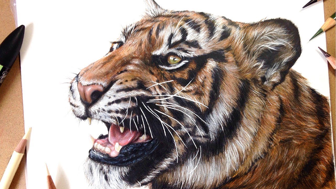 How To Draw a Realistic Tiger Marker Coloured Pencil 