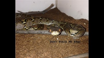 Sexing Pythons: male vs female