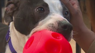 23 dogs connected to a Tacoma animal cruelty case are available for adoption