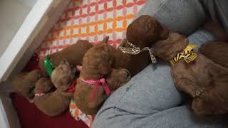 Red standard poodle puppies - 2 weeks old by Debra Pohl 312 views 5 years ago 51 seconds