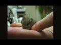 Baby Field Mouse Rescue - Full Video