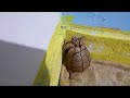 صوت السلحفاة سبحان الله 