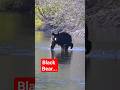 River Crossings... #natgeo #wildlife #americannationalpark #nature #bear #wyoming #grandtetons #wyo