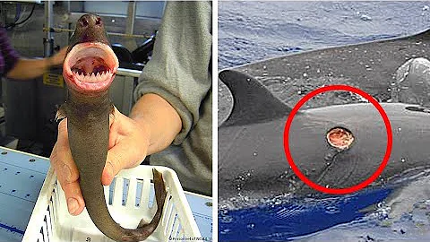 Qual o tubarão mais violento do mundo?