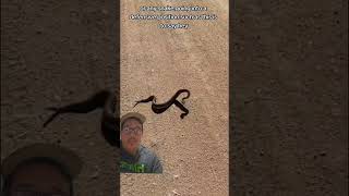 Don't do this with snakes