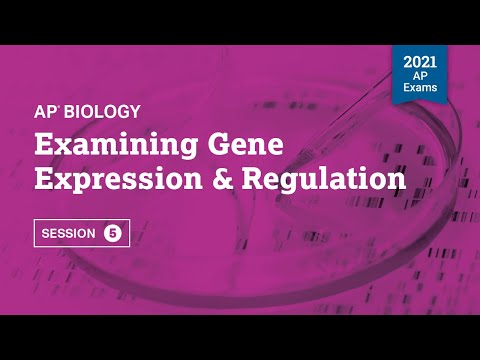 Examining Gene Expression & Regulation | Live Review Session 5 | AP Biology