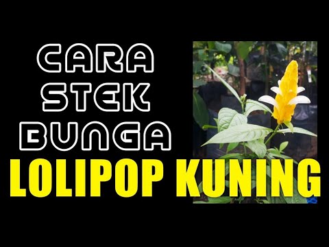 CARA STEK BUNGA LOLIPOP KUNING. || BUNGA LILIN