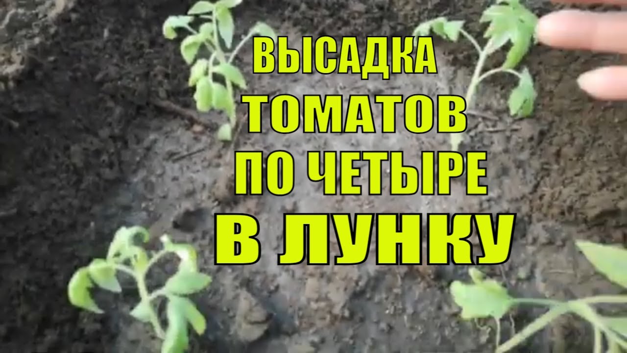 Что положить в лунку при высадке томатов. Когда высаживать помидоры в открытый грунт в Ростовской области.