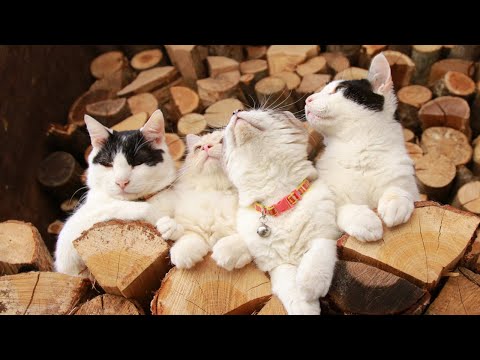 薪の上の4匹の猫　210909