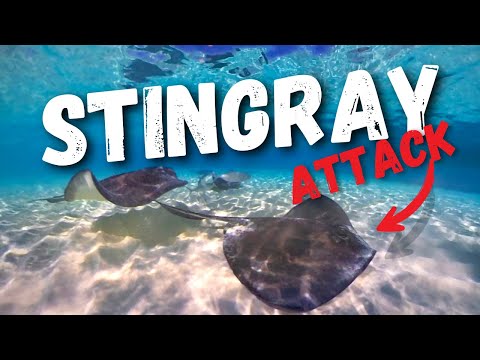 Video: Grand Cayman Island - Stingray Cityn Karibian koti