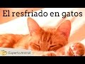 Cómo tratar el resfriado en gatos