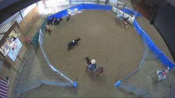 Big Sky Ranch Sorting Saddle Series #4 - #7 SORT - Round #1 - Ride #43