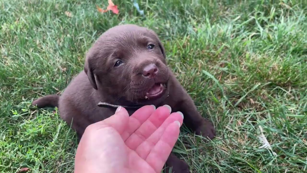 Chocolate English Labrador Retriever breeders and Puppies for sale in Michigan