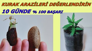 KURAK ARAZİLERİ DEĞERLENDİRİN, BAKIMI EN KOLAY KURUYEMİŞ, BADEM FİDANI YETİŞTİRME, BADEM ÇİMLENDİRME