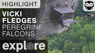 Vicki Fledges - Great Spirit Bluff Falcons - Live Cam Highlight