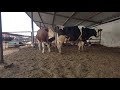 Bulls and cows in farm #part 38 - Daily Farming 2019