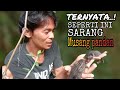 sarang musang pandan || tidak di sangka musang pandan bersarang di akar bambu ini